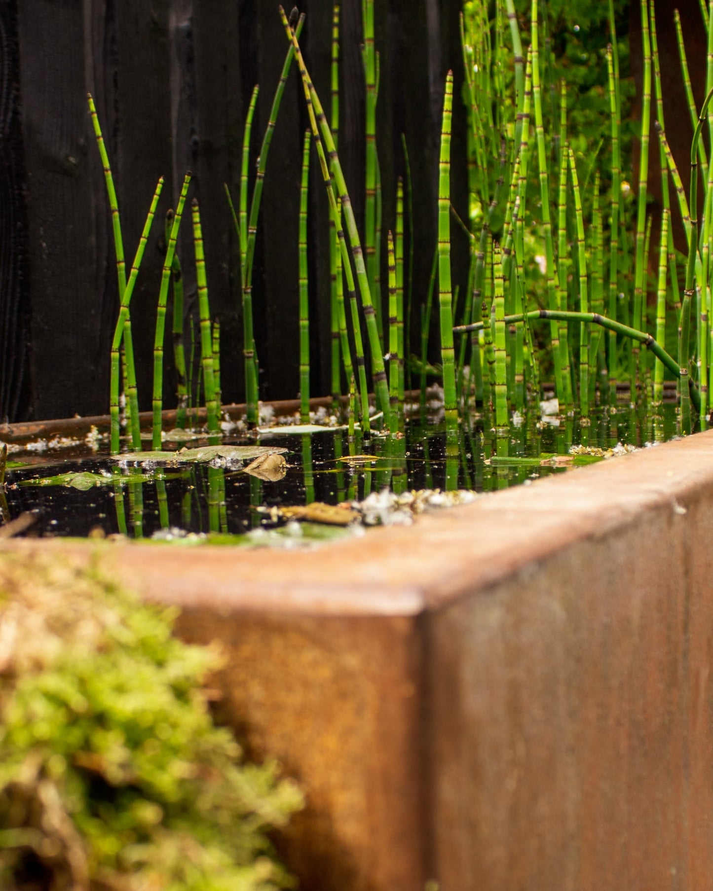 Corten Steel Ponds