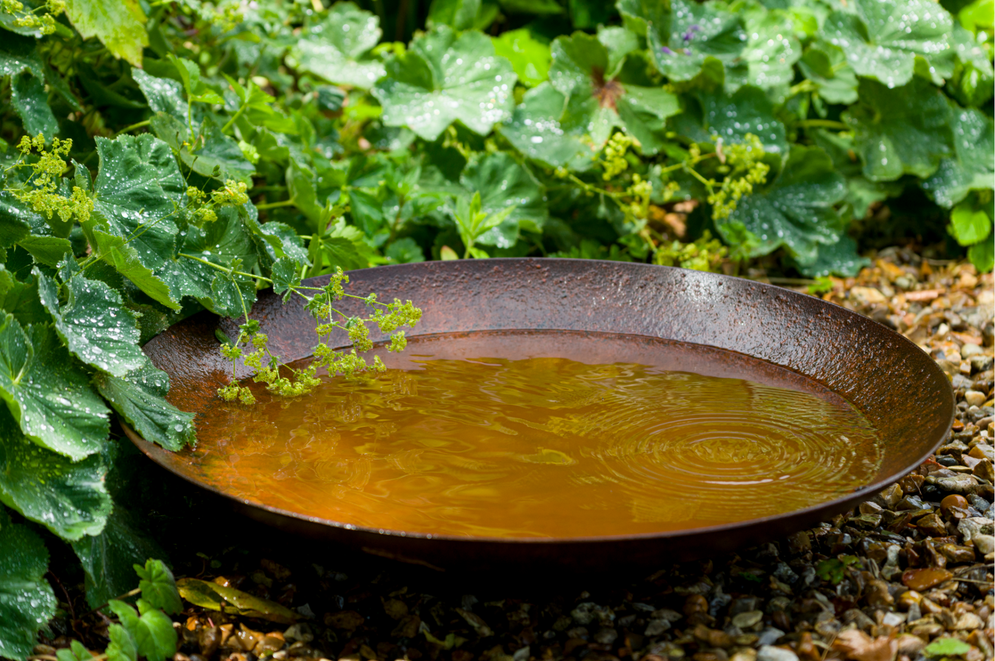 Corten Steel Water Bowl on gravel, with ripples on surface of water